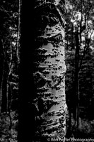 Aspen Shadows