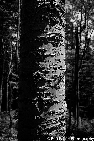 Aspen Shadows
