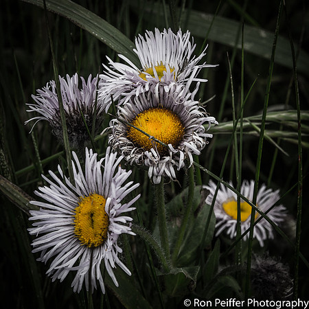 IMG_1663-Edit