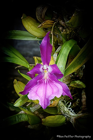 Purple Orchid