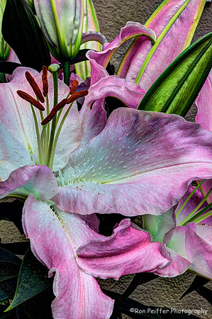 Day Lily
