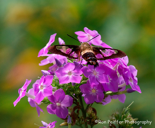 Hummingbird Moth