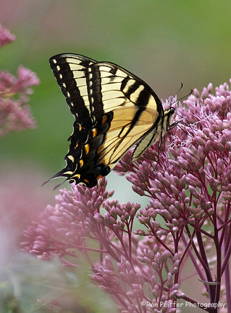 Tiger Swallowtail Butterfly