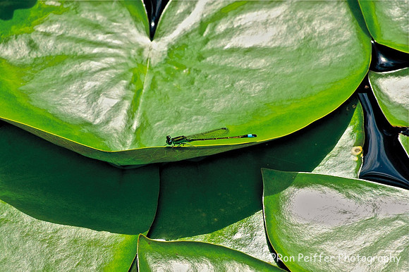 Damselfly on Lily Pad