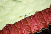 Dragonfly on Giant Lily Pad