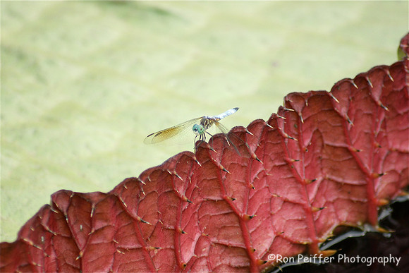 Dragonfly on Giant Lily Pad