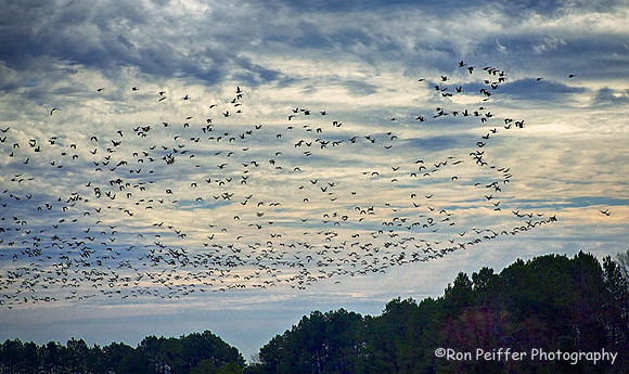 The Migration
