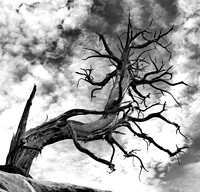 Hardscrabble Pine