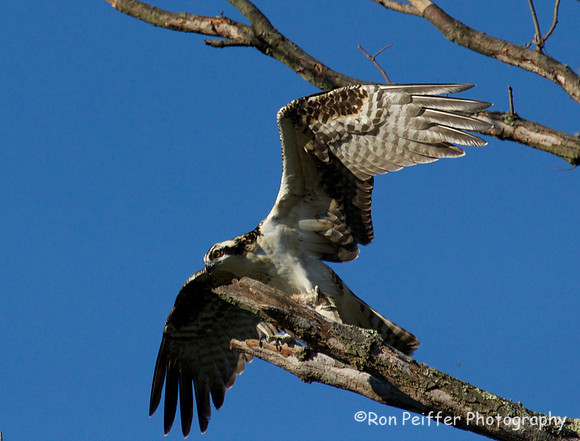 Taking Flight
