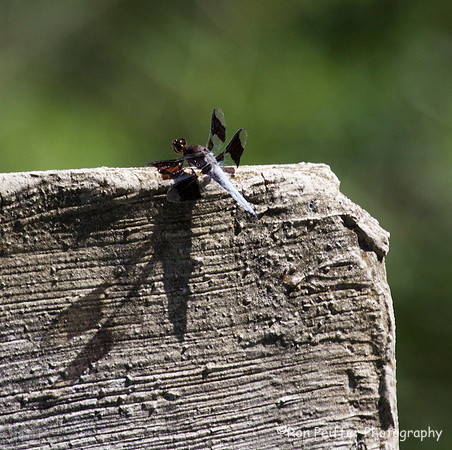 Common Whitetail Skimmer Dragonfly
