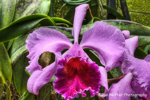 Orchid