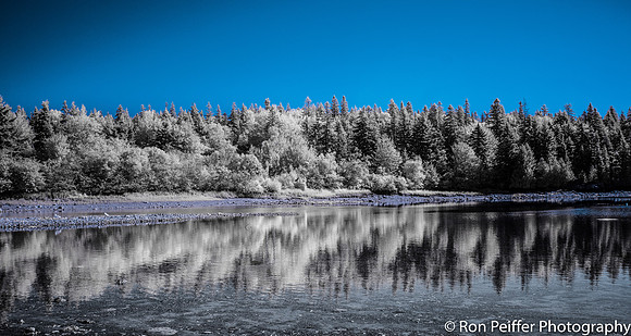 Infra Red Forest