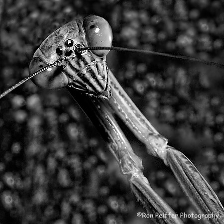 Mantis Prayer