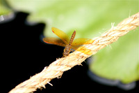 Amber Dragonfly?