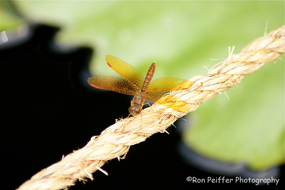 Amber Dragonfly?