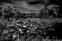 KenilworthIR 0616-2