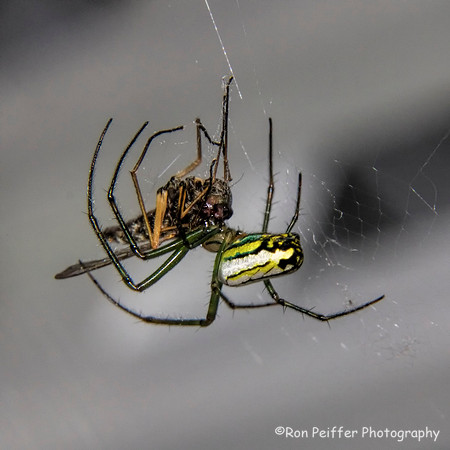 Said the Spider to the Fly