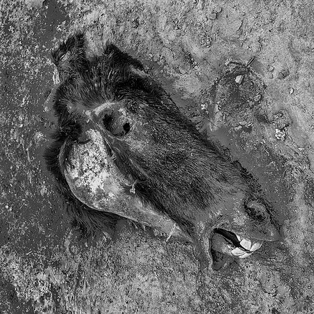 Donkey Demise