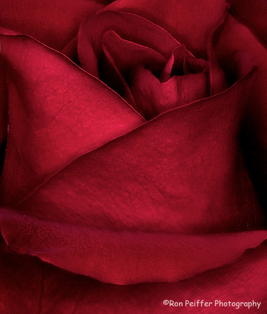 A Rose Is a Rose