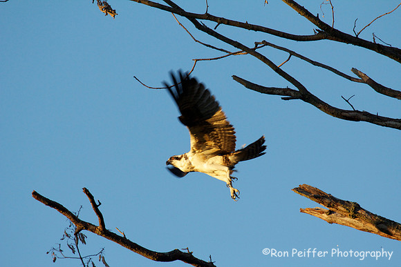 Flight