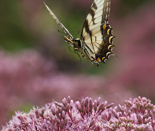 Tiger Swallowtail Butterfly