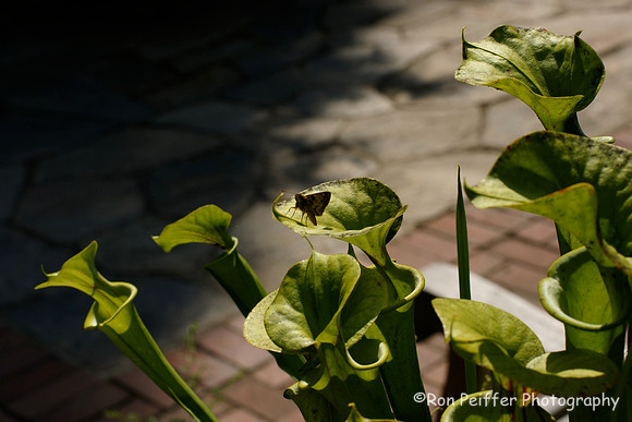 Lady Slipper and Insect