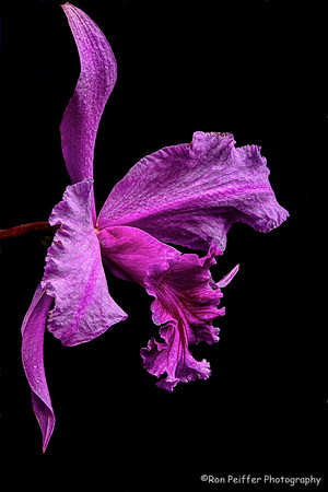 Orchid