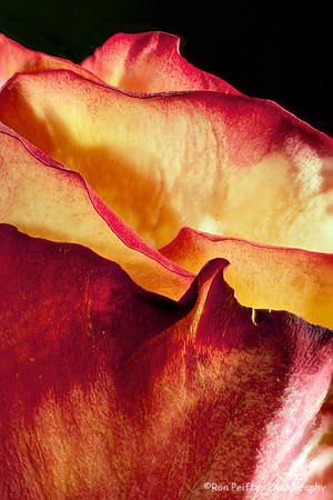 Close to the Rose