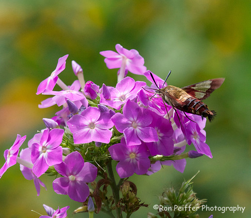 Hummingbird Moth