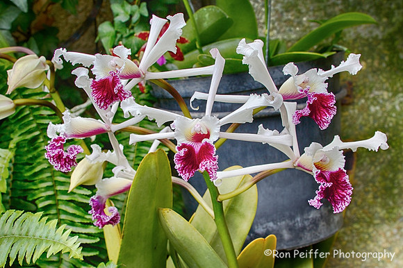 Orchids