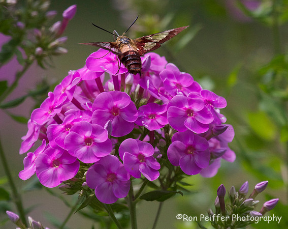 Hummingbird Moth