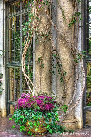 Flowers and Vines