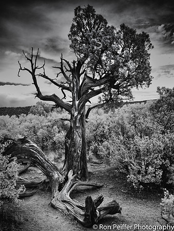 Black Canyon Survivor