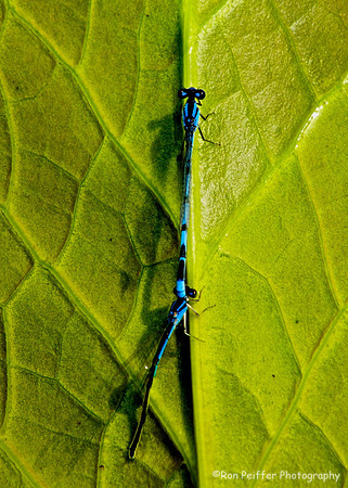 Tandem Damselflies