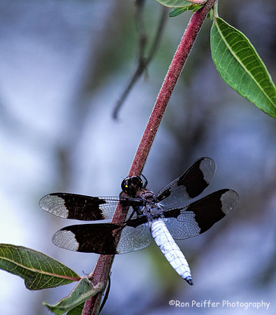 Common Whitetail Skimmer Dragonfly